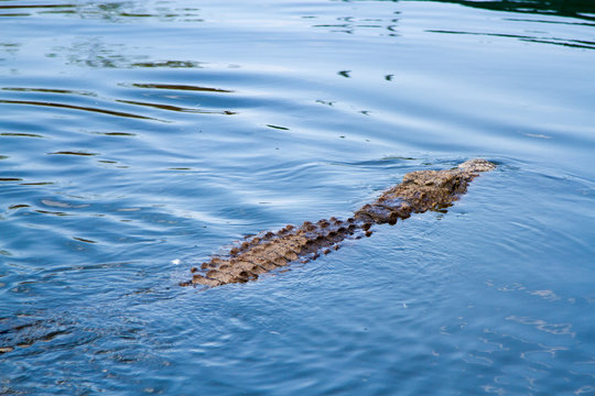 Crocodile