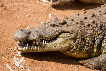 Crocodile