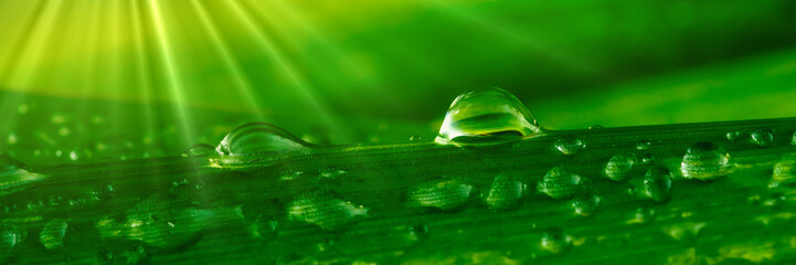 Water droplets on grass