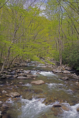 Clear, cold stream in spring in the Great Smoky Mountains, vertical.