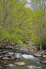 Vertical-white water stream in spring.