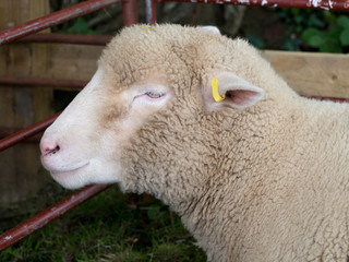 Sheep in pen at agricultural show.