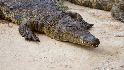  Crocodile 