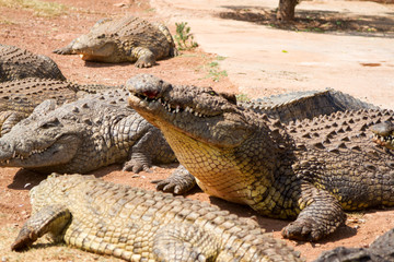 Fototapeta premium Crocodile 