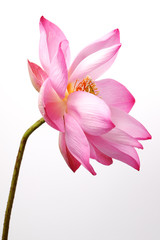 lotus flower isolated on white background.
