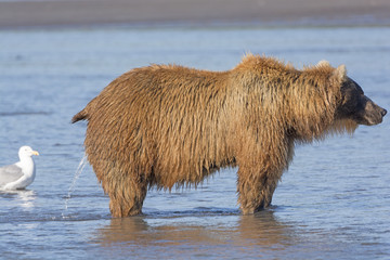 Fototapeta premium Female Bear Peeing in the Estuary
