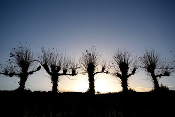 Silhouettes of trees in winter