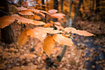 Fall foliage seen in New England, United States.