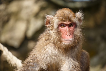日本猿の顔