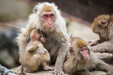 日本猿の家族
