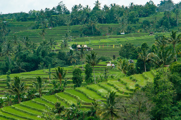 バリ島世界遺産ジャティルイのライステラス
