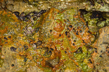 Atlantic coast in the details. Morocco.