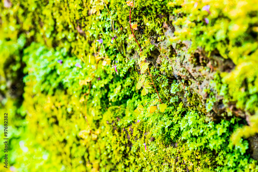 Wall mural Green moss background in national park