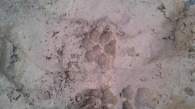 Wolf footprint or dog footprint, in mud, at a wet forrest