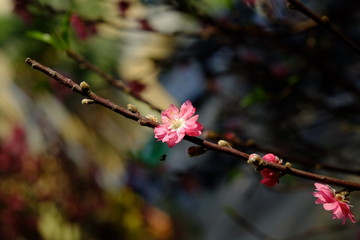 Peach blossom in spring