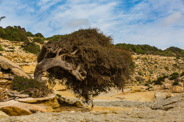Atlantic coast in the details. Morocco.