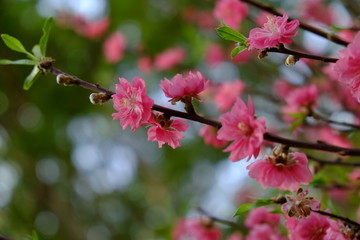 Peach blossom in spring