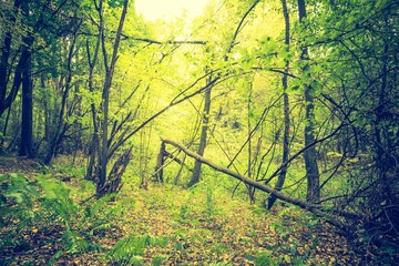 Vintage photo of autumnal forest landscape