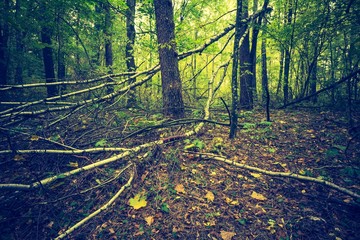 Vintage photo of autumnal forest landscape