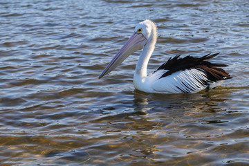 pelican in a lake,merimbula,australia