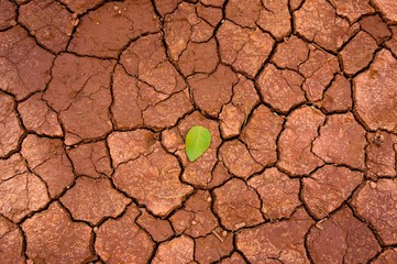 little green leaf on a dry, cracked ground