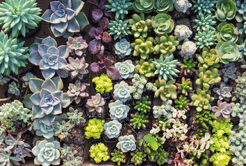  Miniature succulent plants