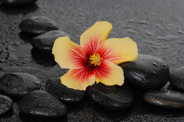 Still life with beautiful tropical flower and therapy stones 