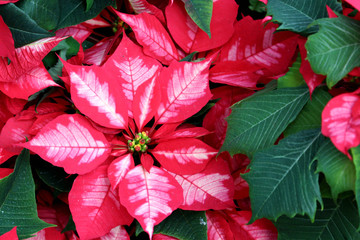 Poinsettia ice punch