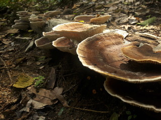 Mushrooms growing in old root of a tree