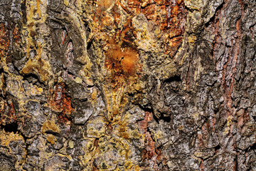 Pine bark background.