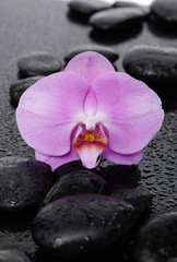 Zen stones and macro of orchid