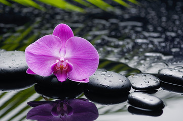 orchid with pebbles and green leaf on wet background