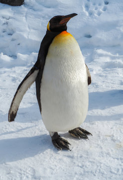 Emperor penguin walk on snow