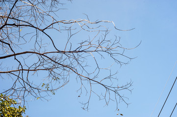 Dead tree in nature place