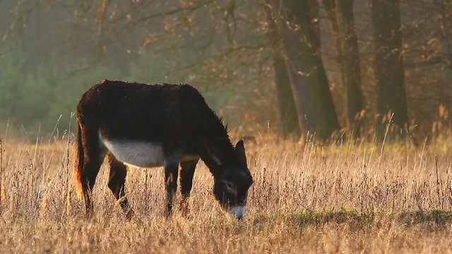 donkey in a field  in sunny day, nature series