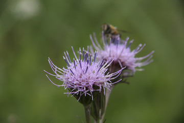 "Japanese thistle"Flowers in Oze, Japan