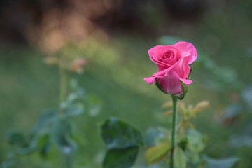 Pink Rose on Green Background