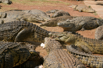  Crocodile 