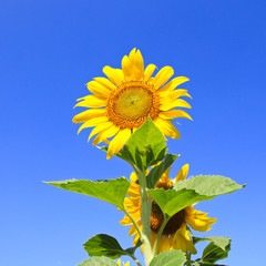 Sunflower Field.