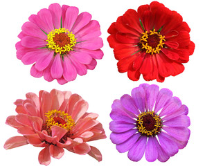 Zinnias Flower Set