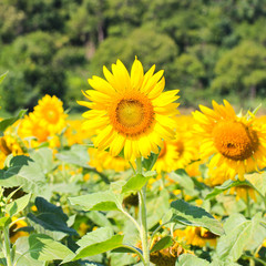 Sunflower Field.