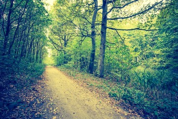 Vintage photo of autumnal forest landscape