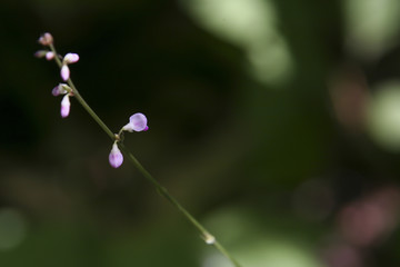 Flowers in Oze, Japan