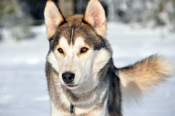 Naklejka premium Blick geradeaus