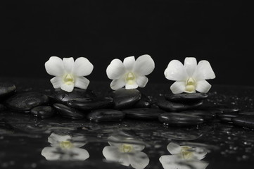Fototapeta na wymiar White three orchid with therapy stones 