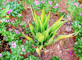 Obraz premium Agave sisalana Perr.