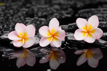 Fotobehang Zen wet stones and three frangipani © Mee Ting