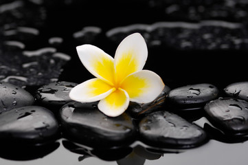 Obraz na płótnie Canvas Zen wet stones and frangipani