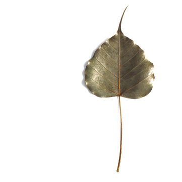 Bohd leaves dry