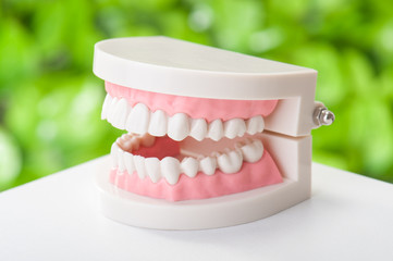 歯の模型 緑の背景